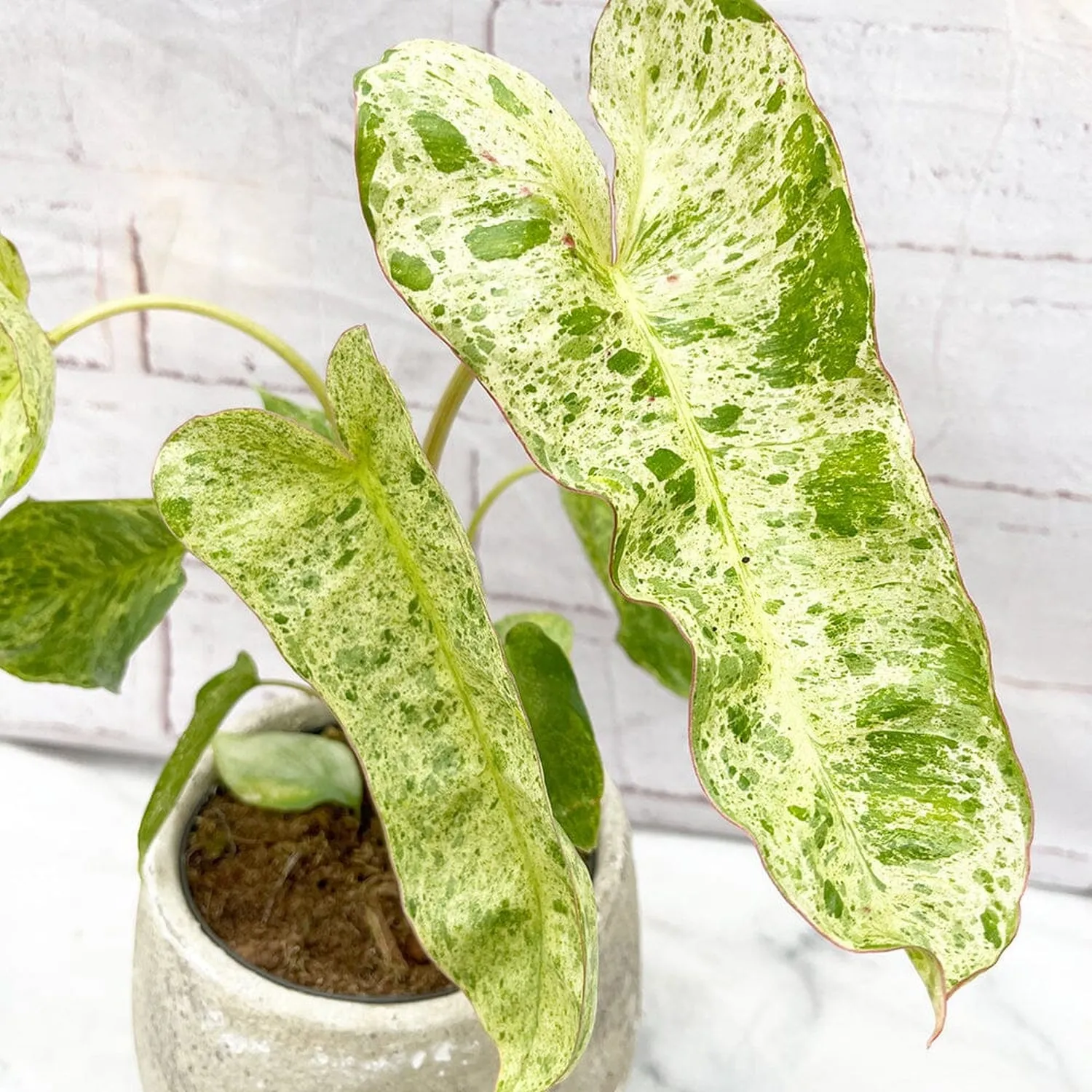 15 - 25cm Philodendron Paraiso Verde Variegated House Plant 12cm Pot