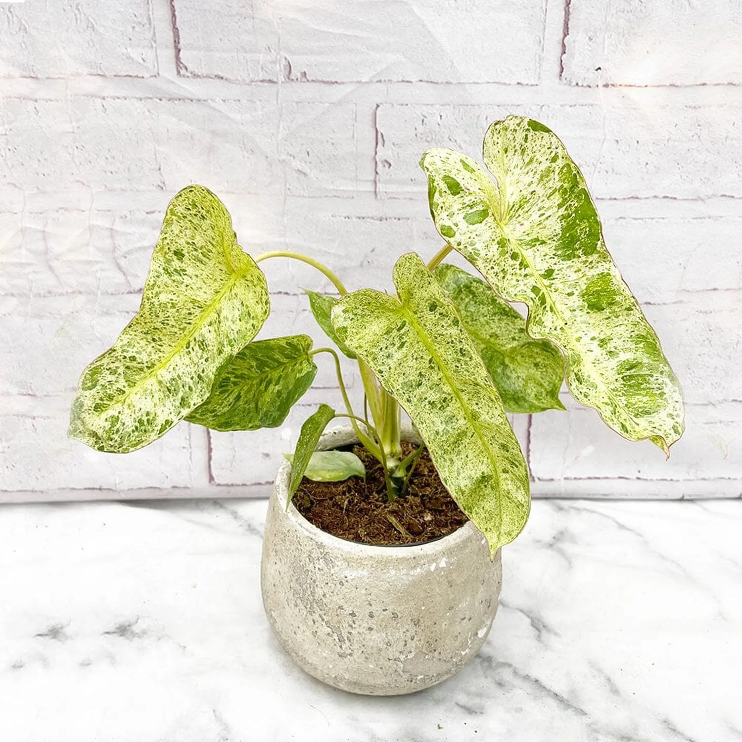 15 - 25cm Philodendron Paraiso Verde Variegated House Plant 12cm Pot