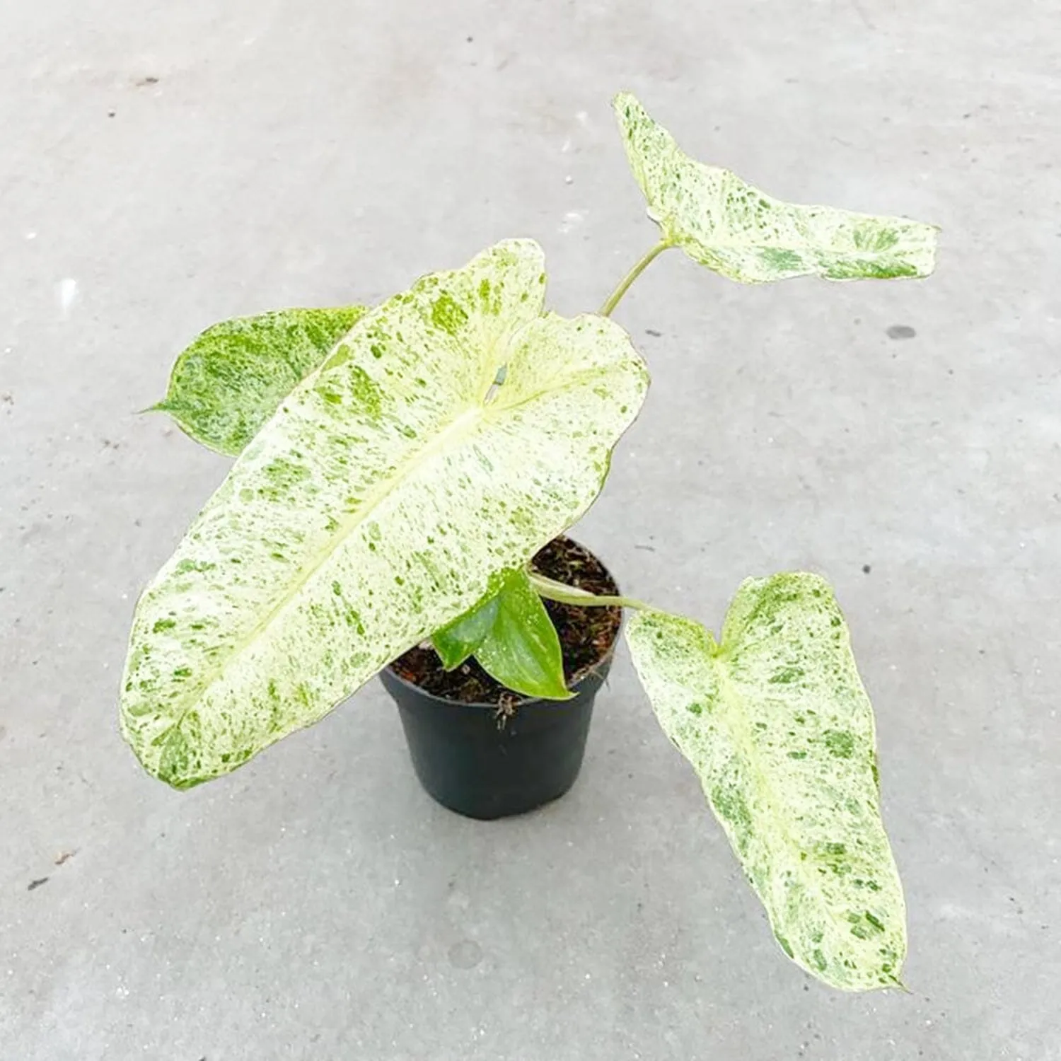 15 - 25cm Philodendron Paraiso Verde Variegated House Plant 12cm Pot