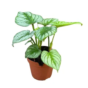 25 cm  Philodendron Mamei Silver Cloud House Plant 17 cm Pot