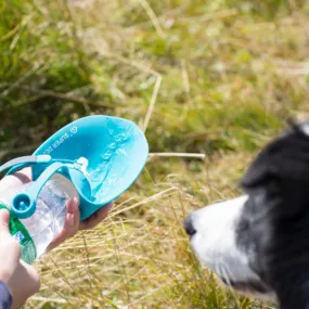 Pets go out leaf water bottle