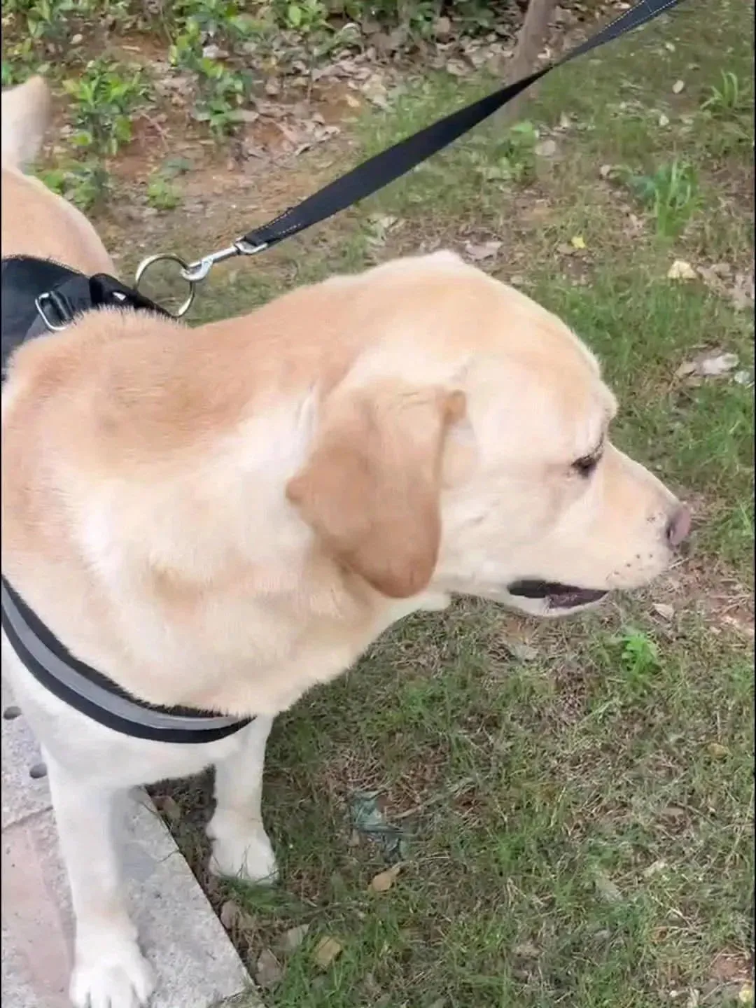 Portable Dog Water Bottle - Leakproof