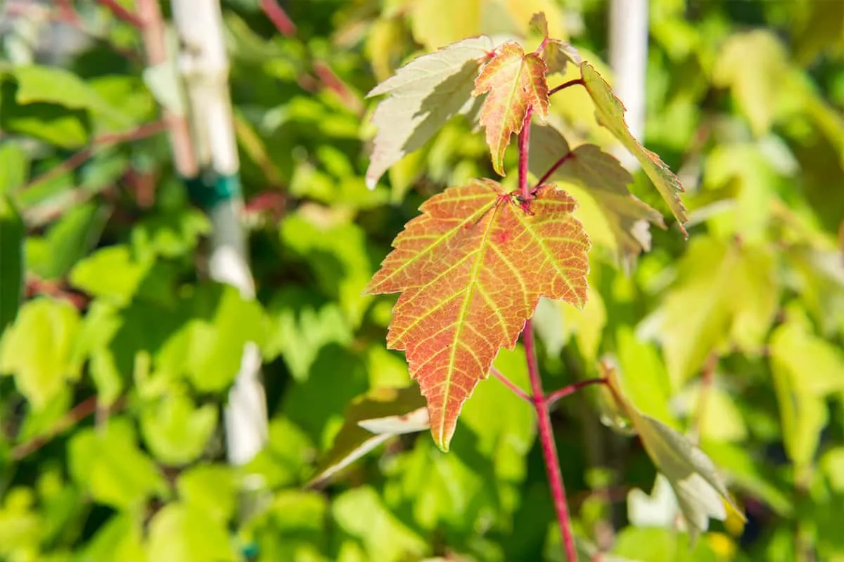 Summer Red Maple Tree