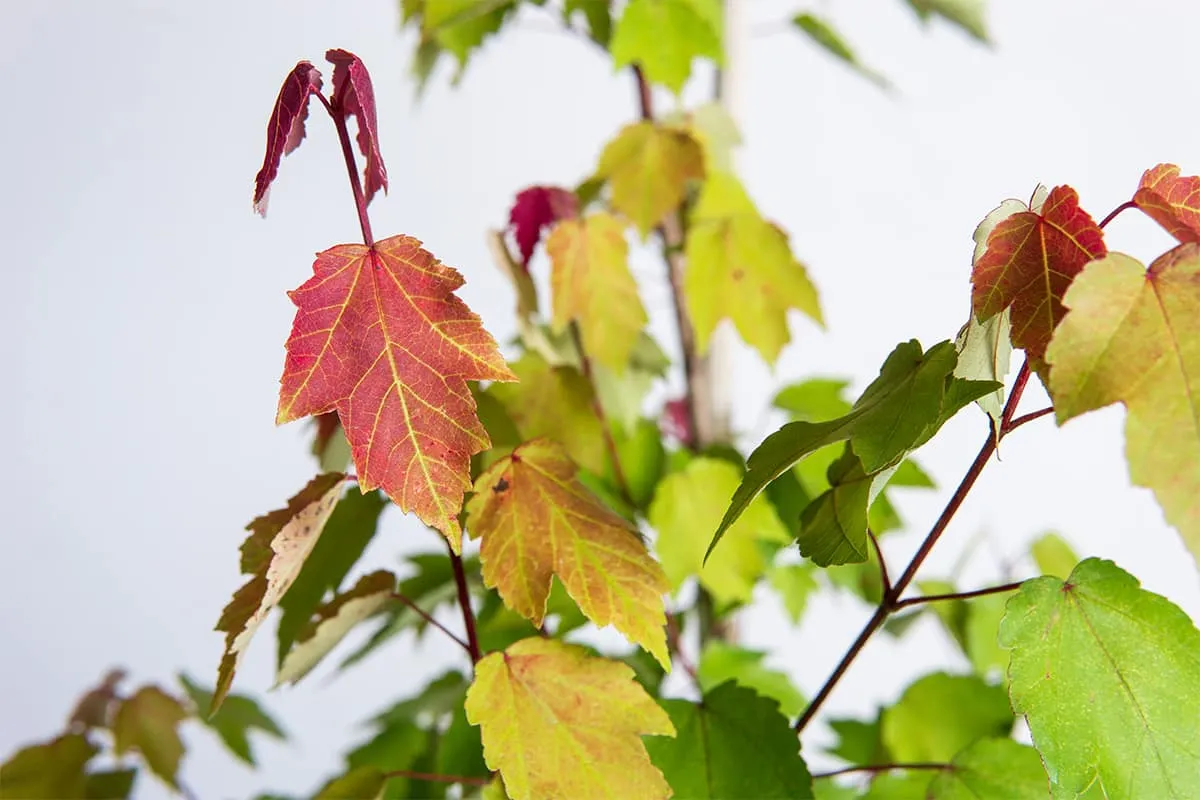 Summer Red Maple Tree