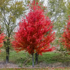 Summer Red Maple Tree