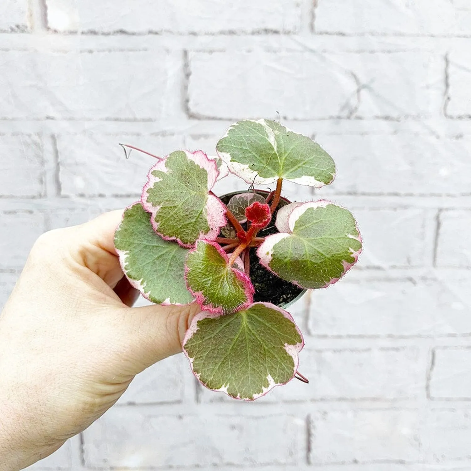 Variegated Saxifraga Stolonifera House Plant 6cm Pot