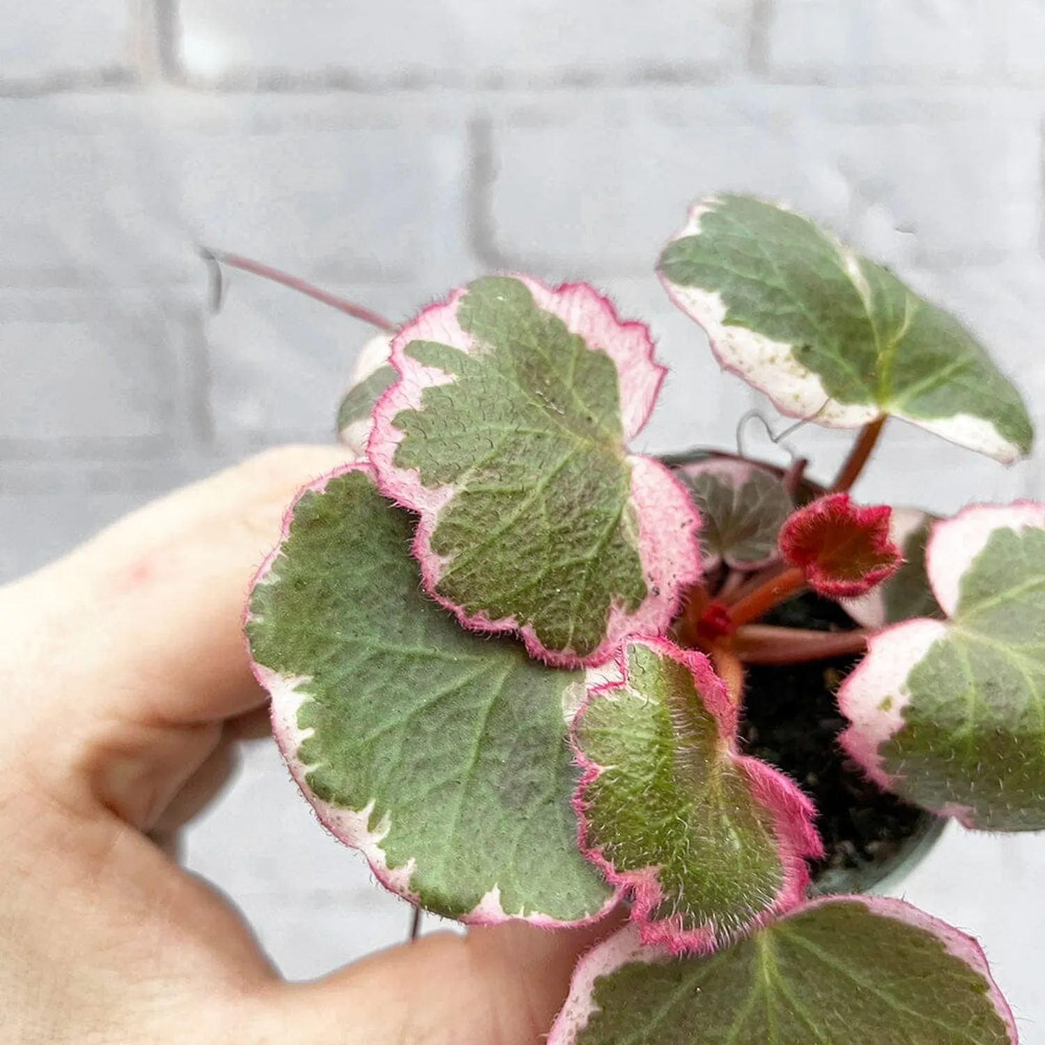 Variegated Saxifraga Stolonifera House Plant 6cm Pot